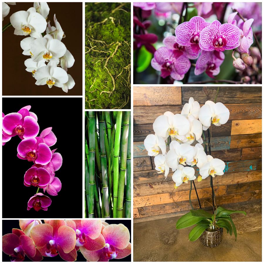 Phalaenopsis Orchids - Flower Bouquet