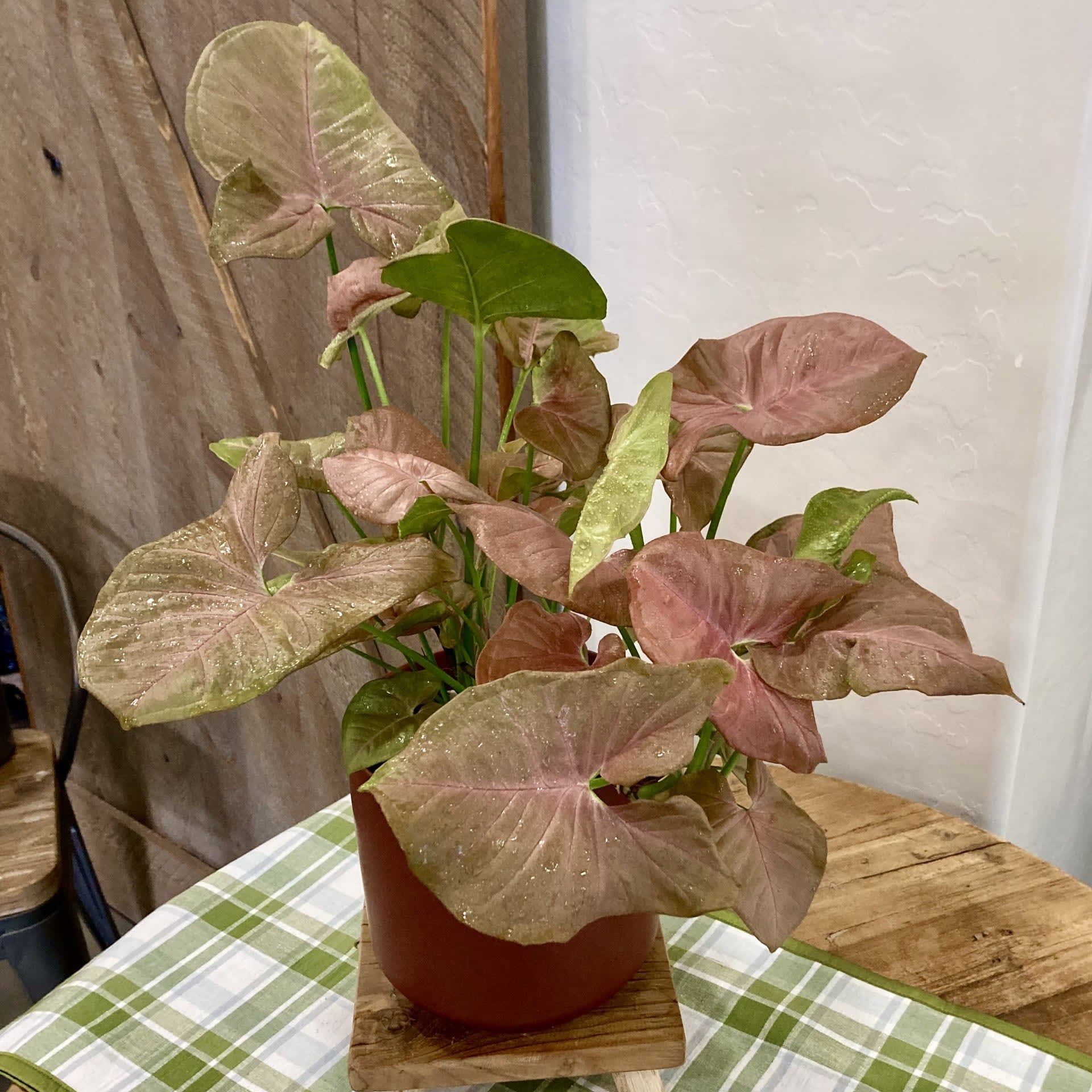 Pink Syngonium