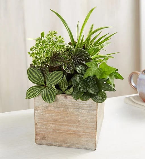 Dishgarden in Rustic Cube