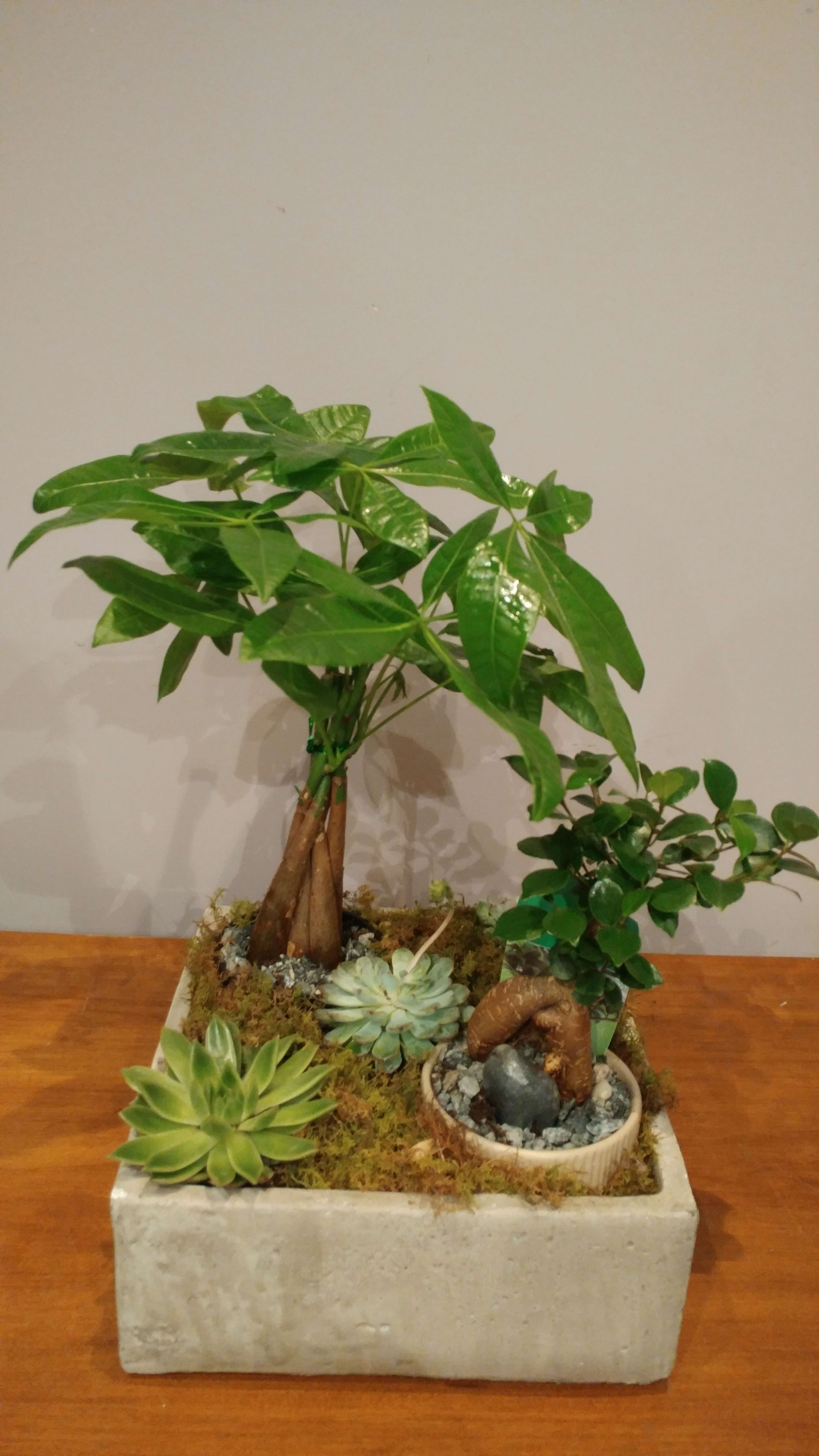 Money Tree/Succulent Garden Flower Bouquet