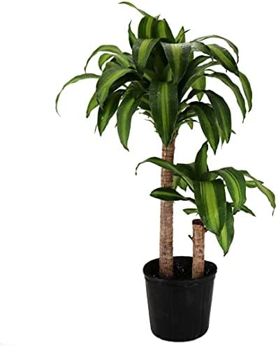 Dracaena 1-2 Plant
