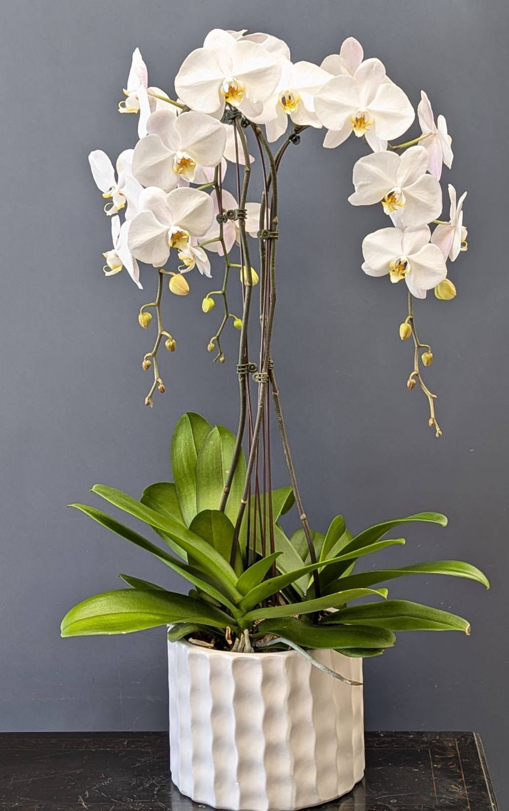 Triple Stem Phalaenopsis Orchid (48 hours notice required)