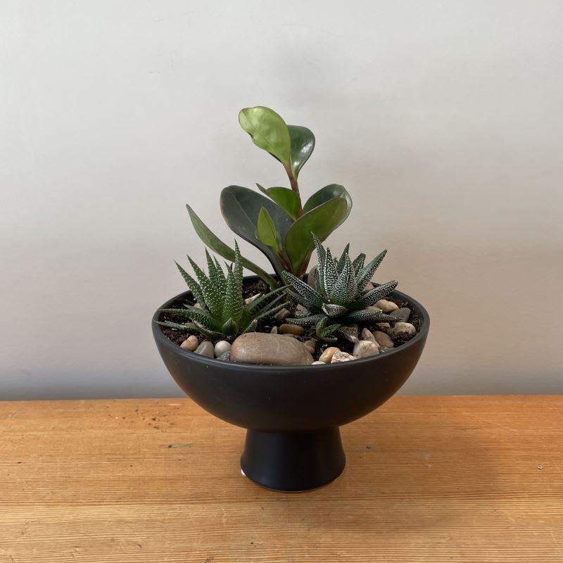 Elevated Succulent Bowls