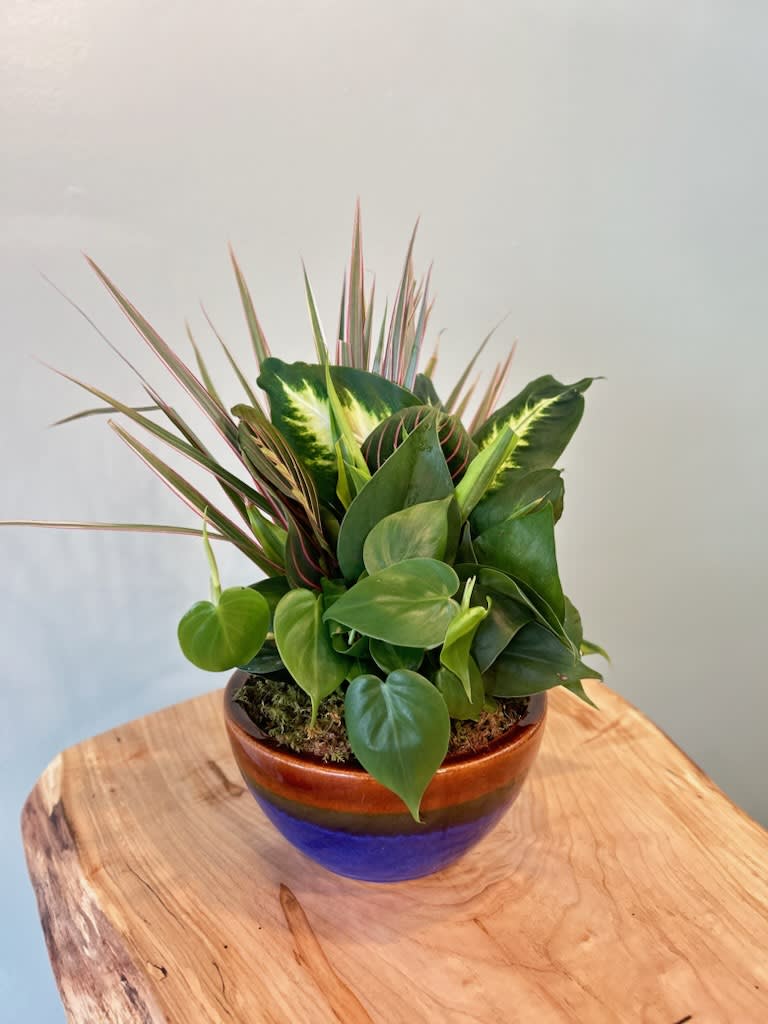 8" Ceramic Dish Garden