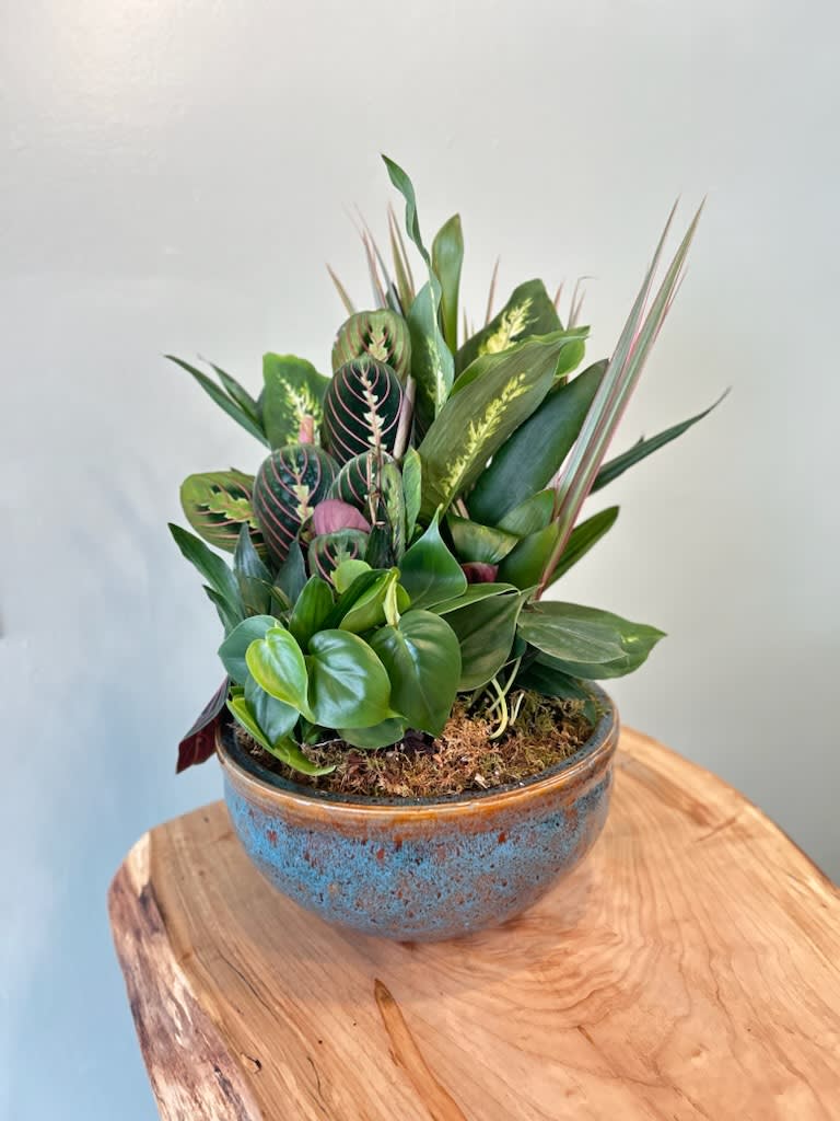 10" Ceramic Dish Garden