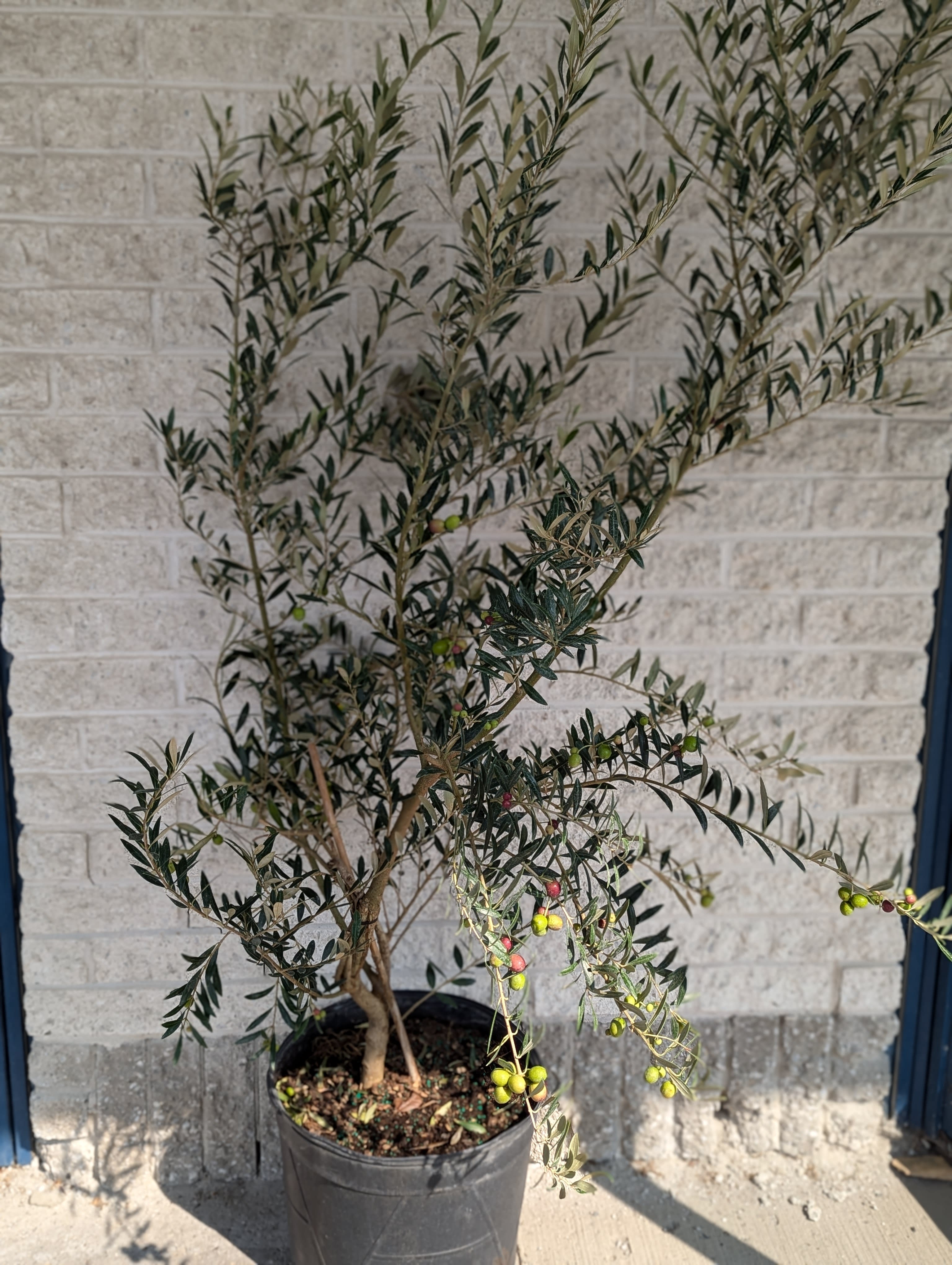 Fruit Trees Flower Bouquet