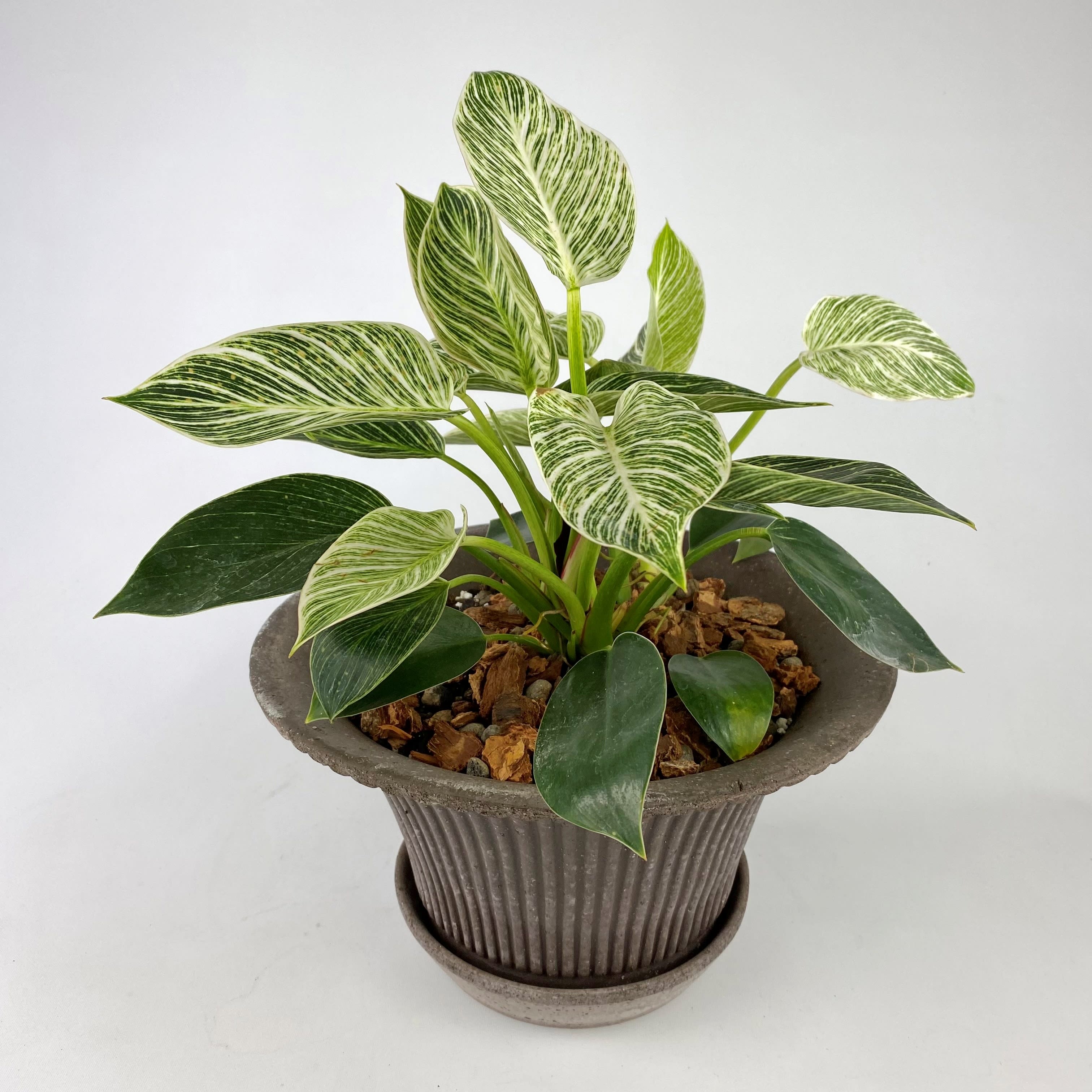 PHILODENDRON WHITE