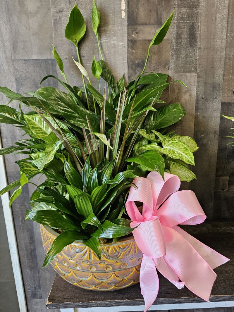 Large Assorted Green Plants in Ceramic- Planter will vary