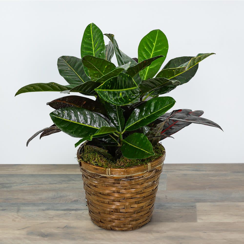 CROTON PLANT IN BASKET