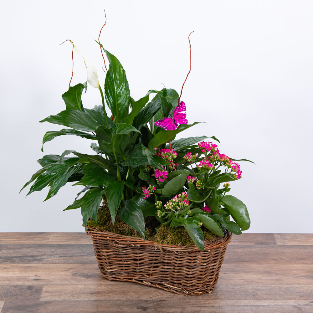 HARMONY PLANT BASKET WITH BUTTERFLIES