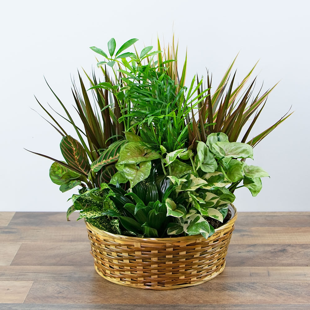 DISH GARDEN IN BASKET