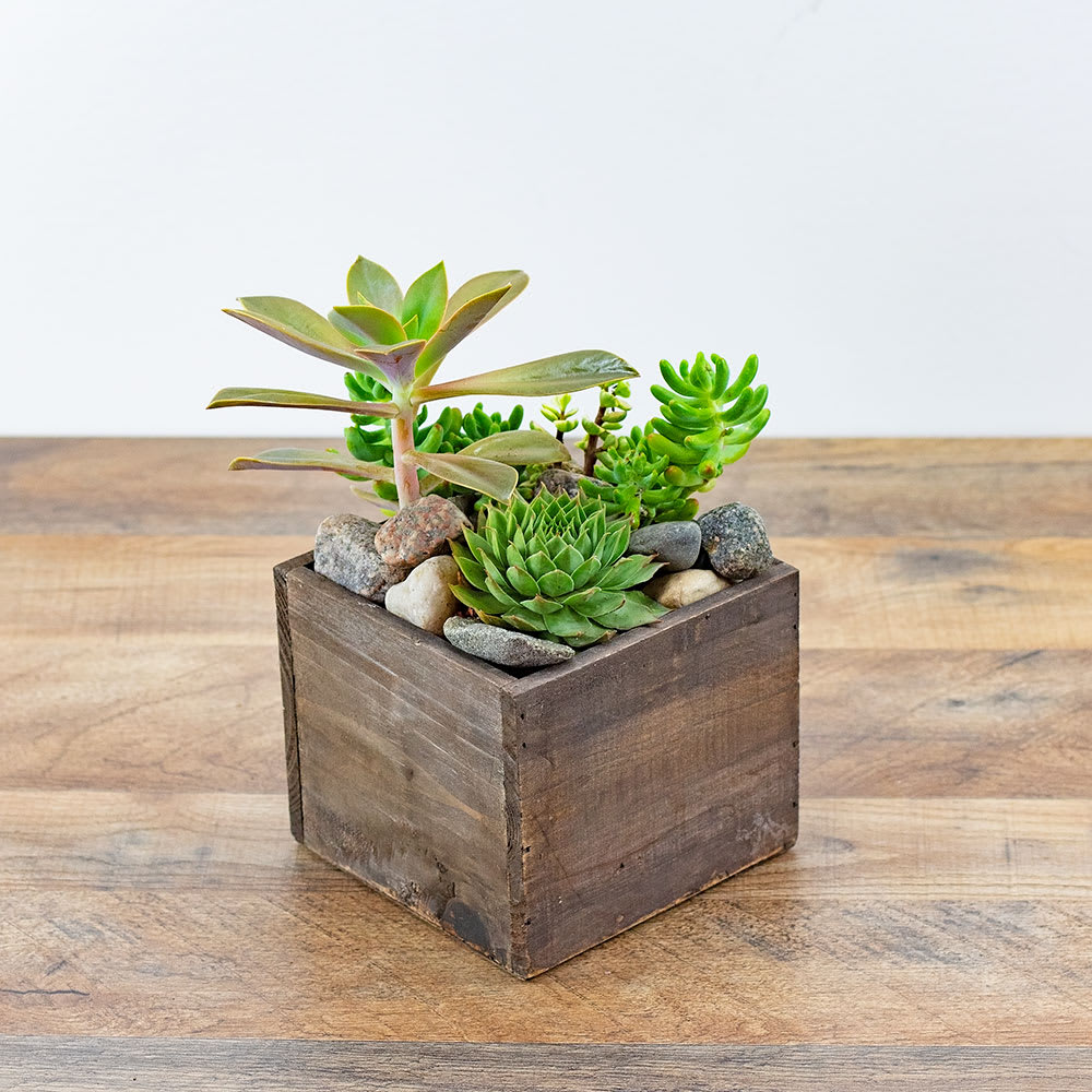 DESERT OASIS SUCCULENT