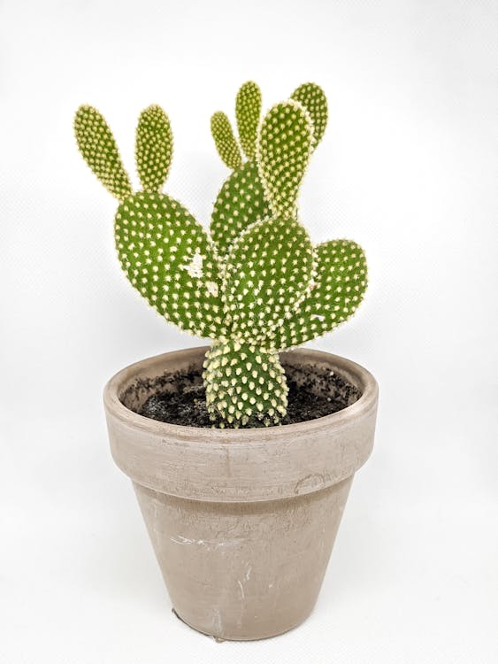 ASSORTED CACTUS PLANT