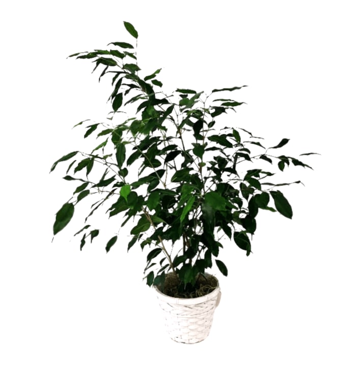 Ficus In A 6" Basket PL-8017
