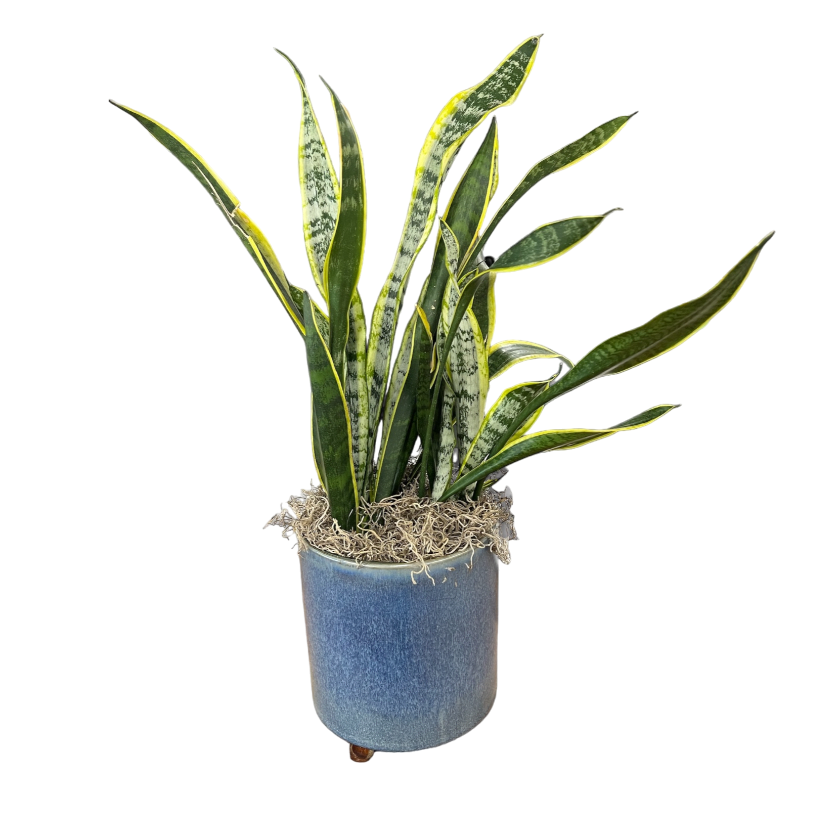 Shaded Serenity Plant