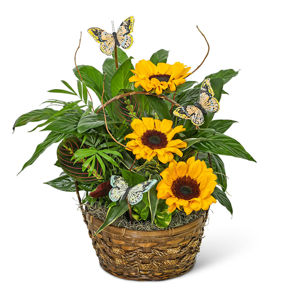 Dish Garden with Sunflowers and Butterflies 12 inch Flower Bouquet