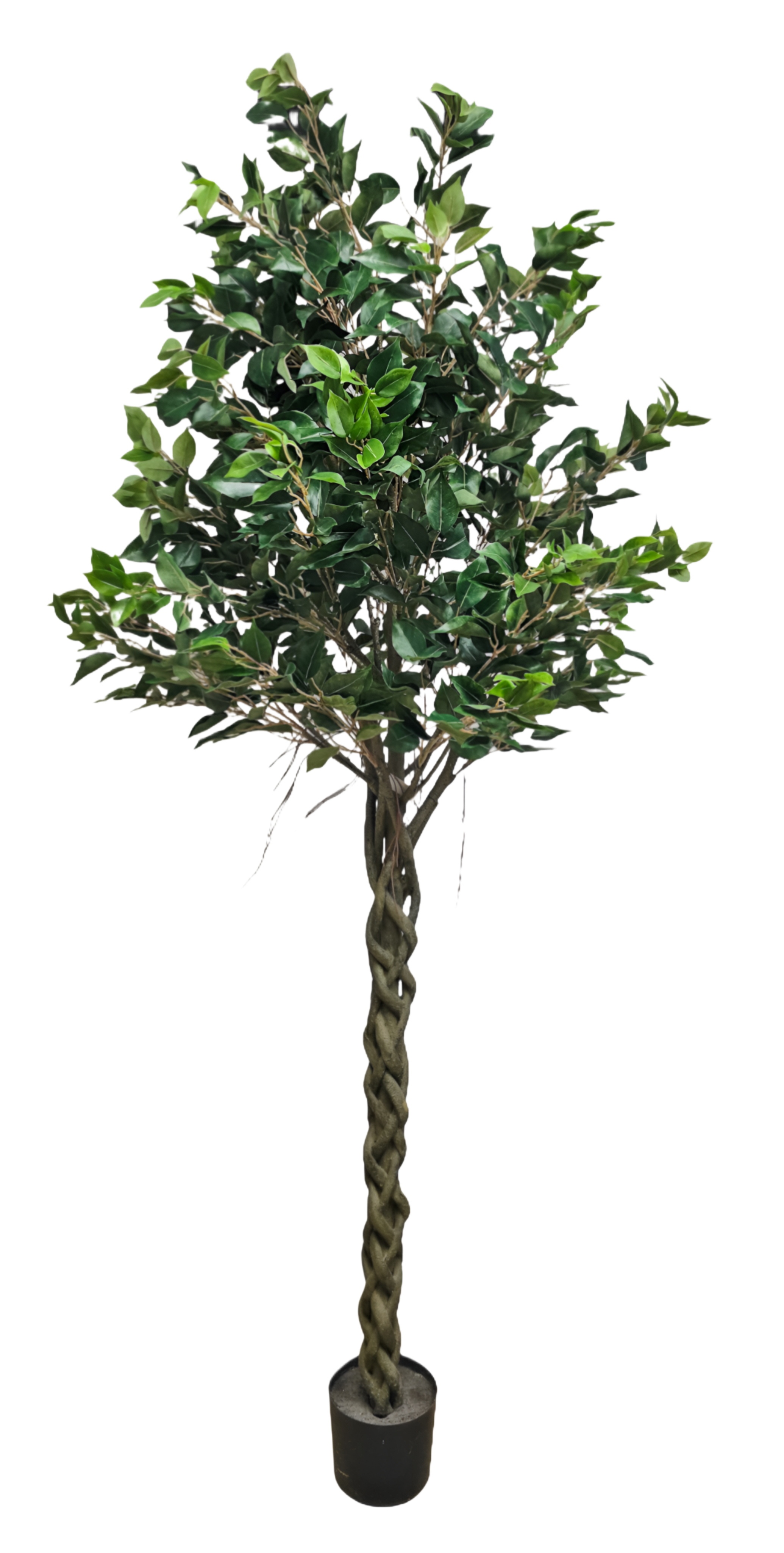 Ficus tree 1200lvs 7' potted Flower Bouquet