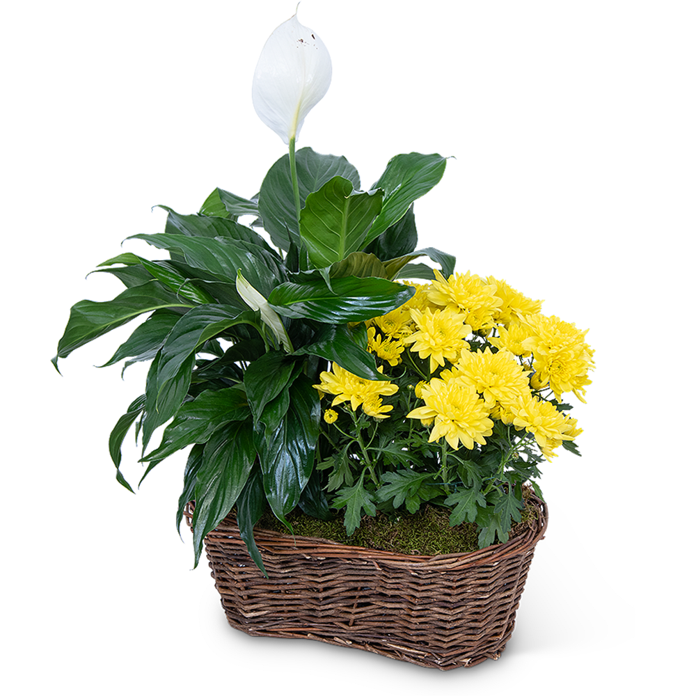 Peace Lily with Yellow Mum Plant