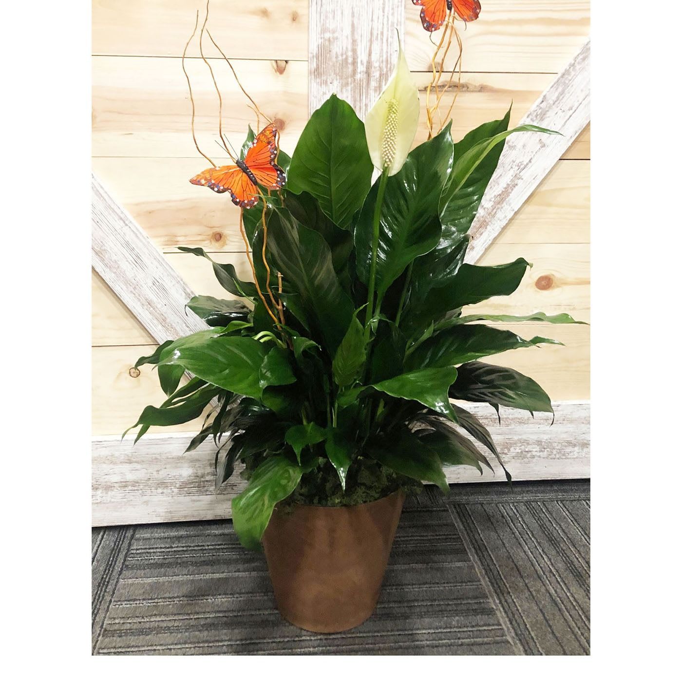 8 Inch Peace Lily