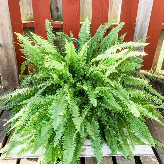 Boston Fern Hanging Basket