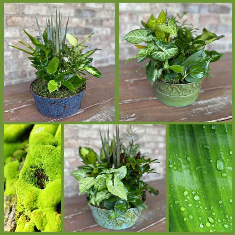 Botanica - Plants & Botanicals