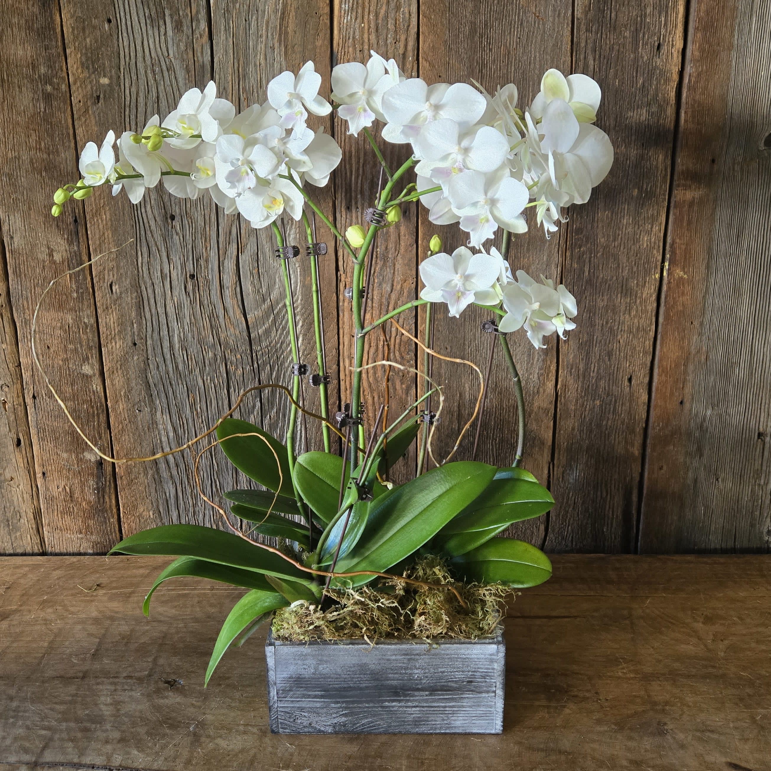 LIVE Triple Orchid Garden Flower Bouquet