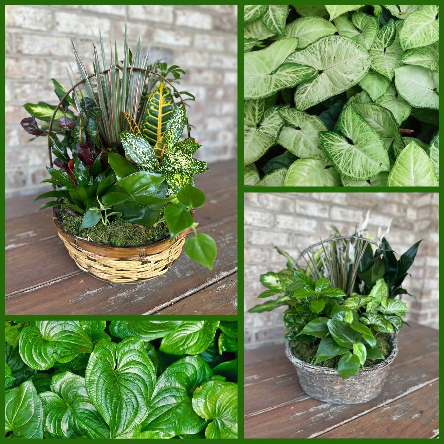 European Garden - Plants & Botanicals