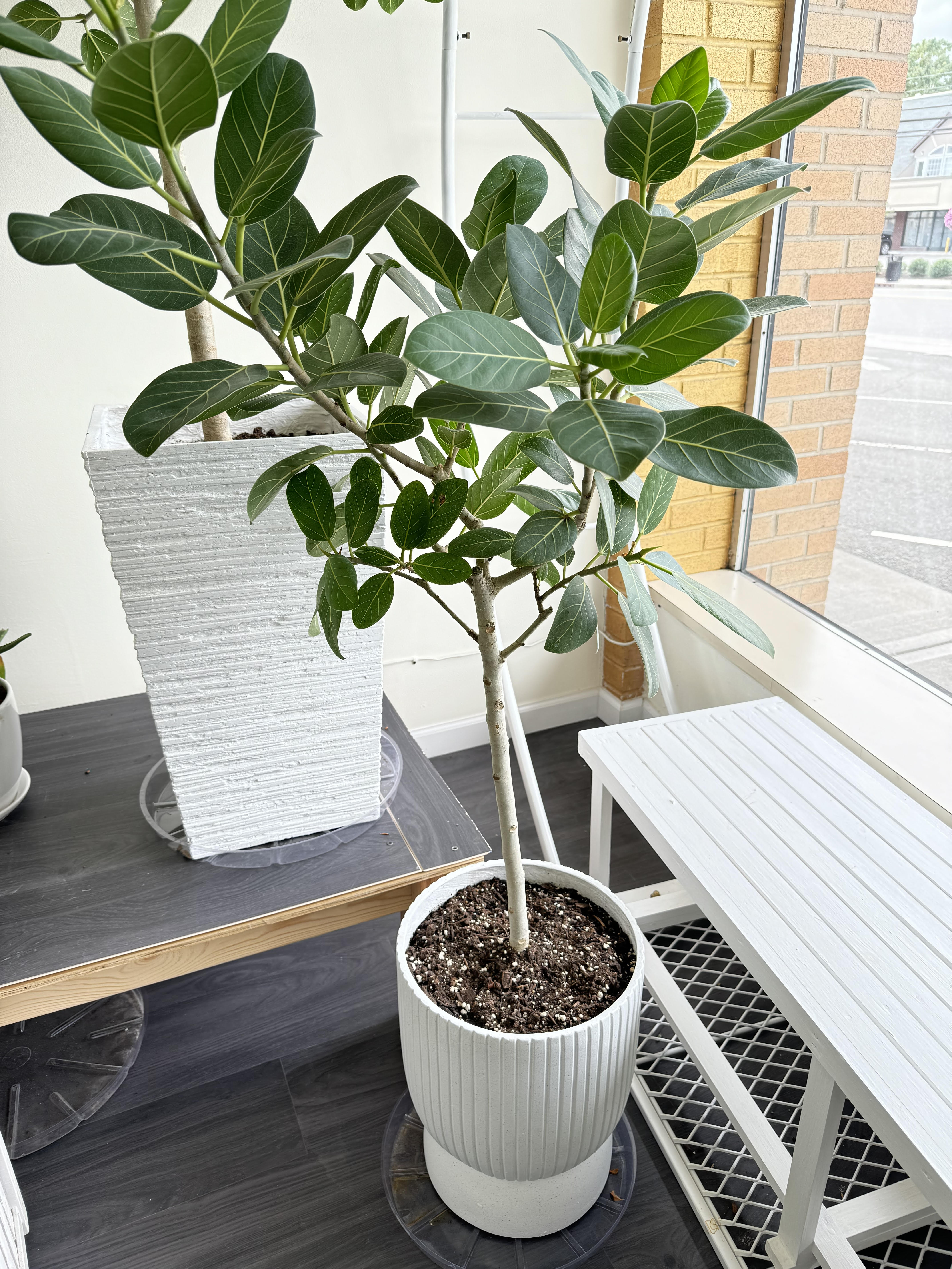 Bangal Tree