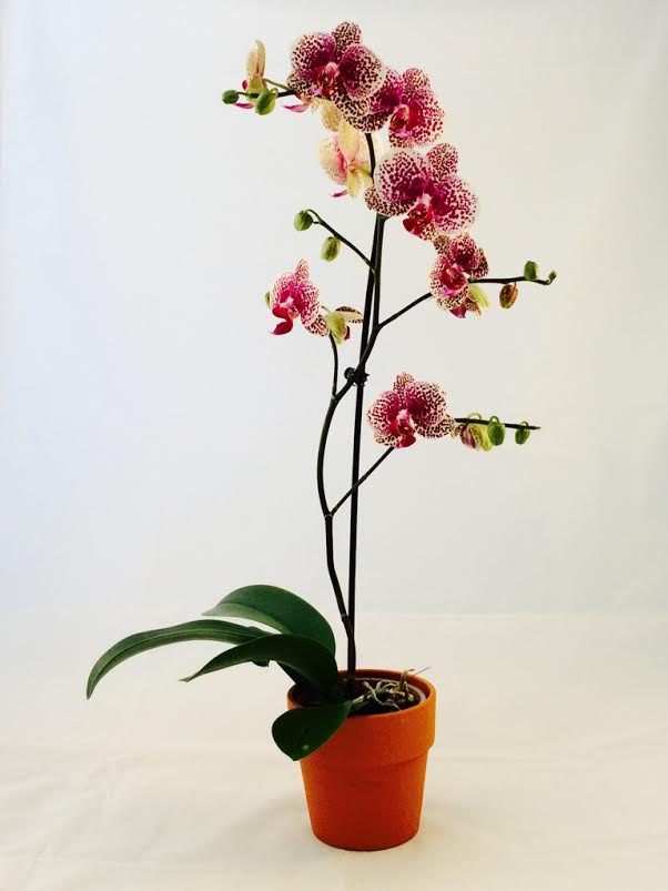 Potted Orchid Flower Bouquet