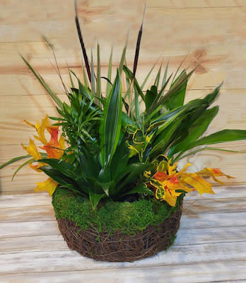 Autumn Sunny Dishgarden -Medium