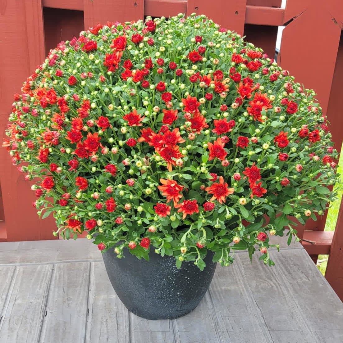 Hardy Mum Planter