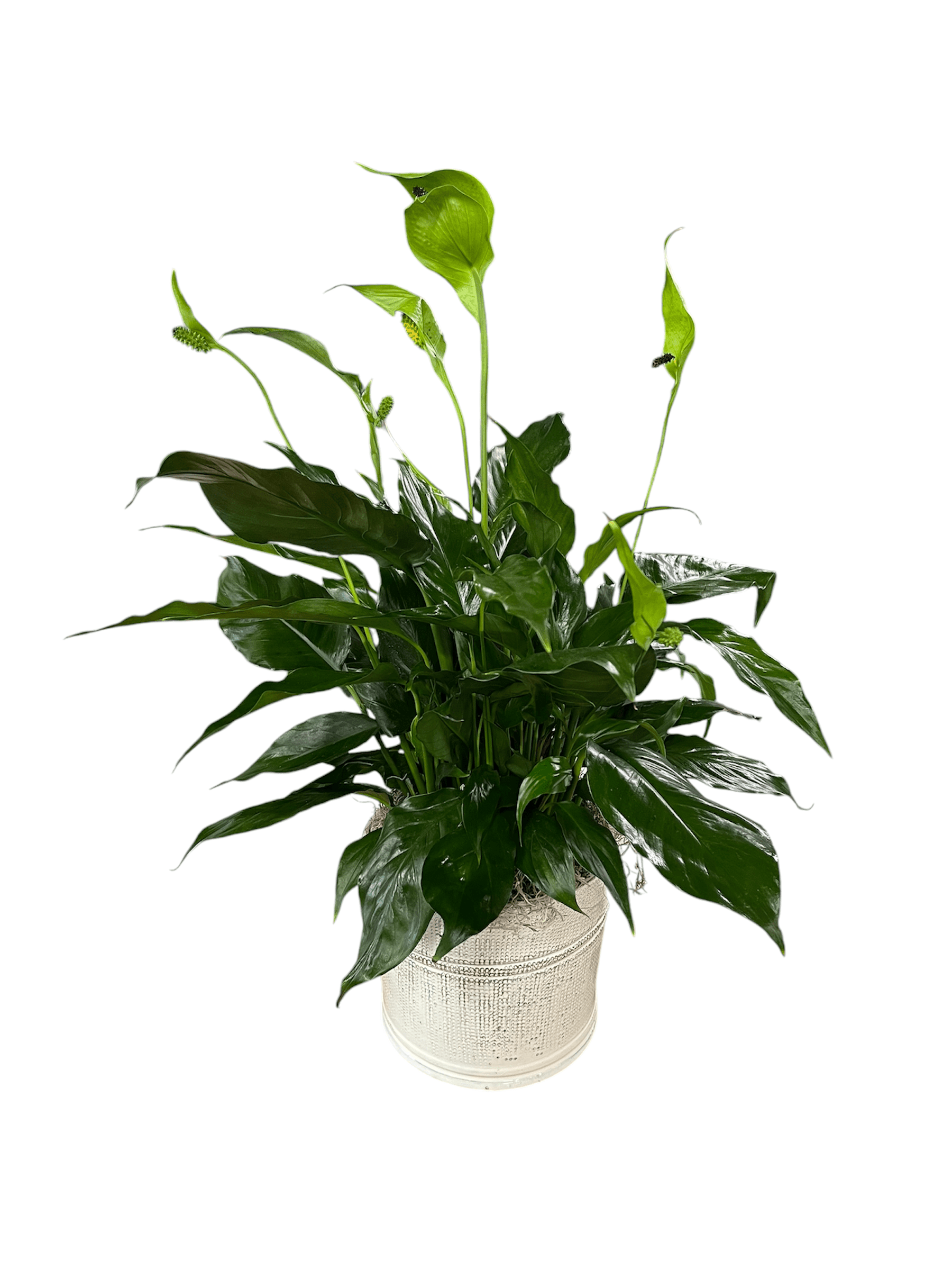 Peace Lily (spathiphyllum) Flower Bouquet