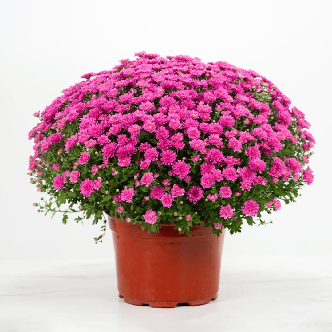 9 Inch Mum