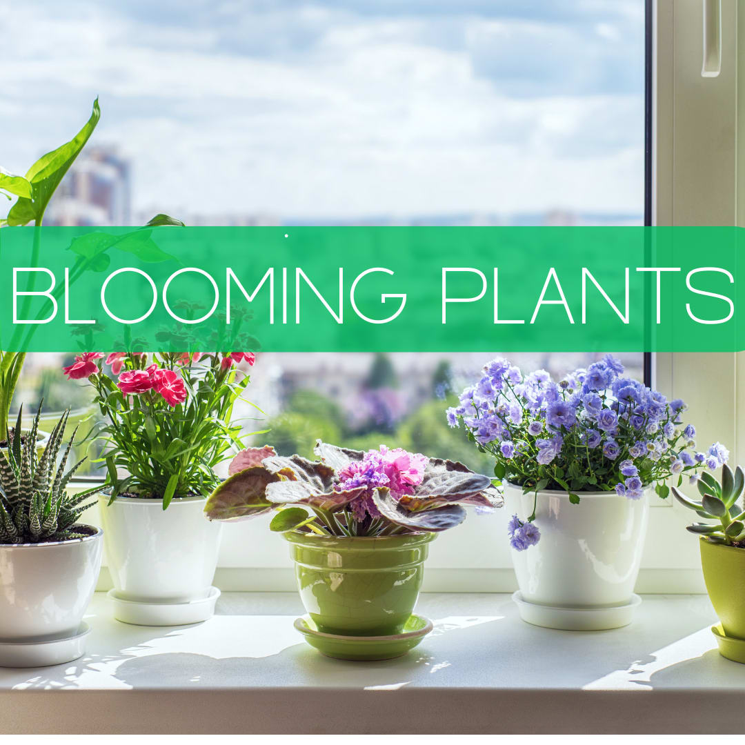 Blooming Plant Subscription