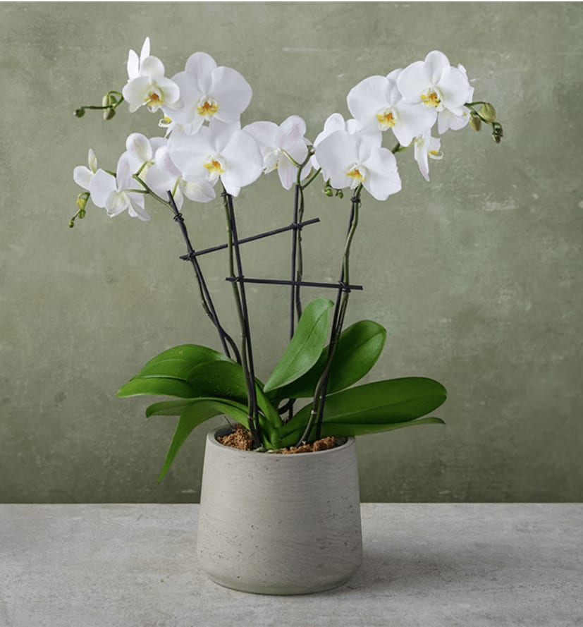 Classic Double Phalaenopsis Orchid Flower Bouquet