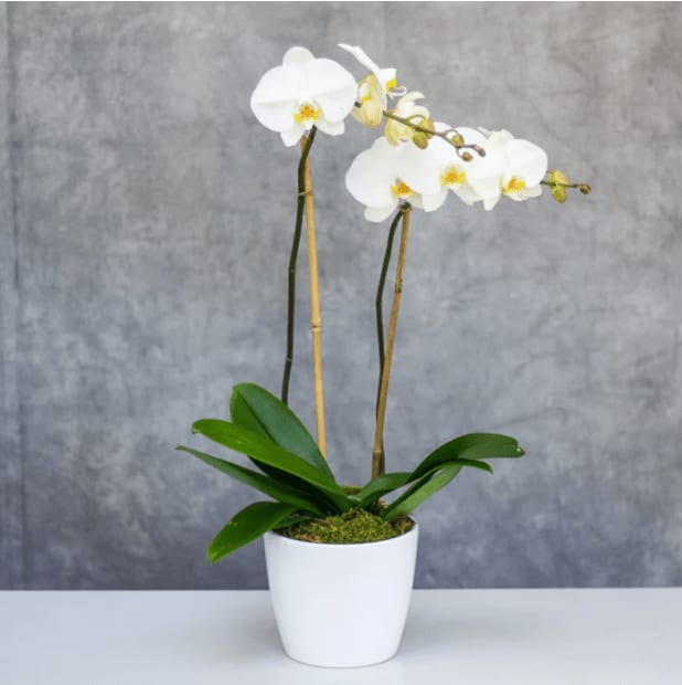 Old City's Classic Orchid