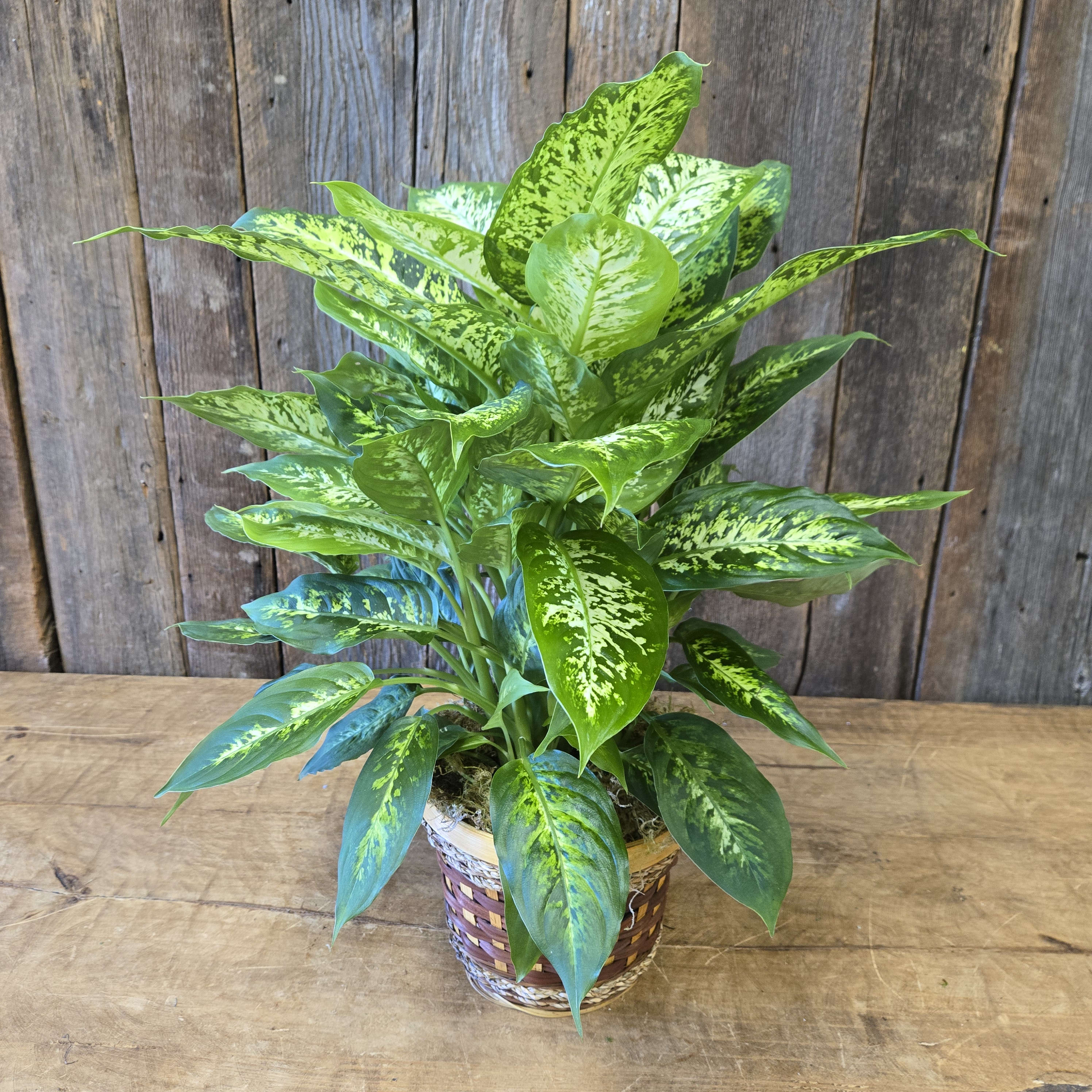 6" Dieffenbachia