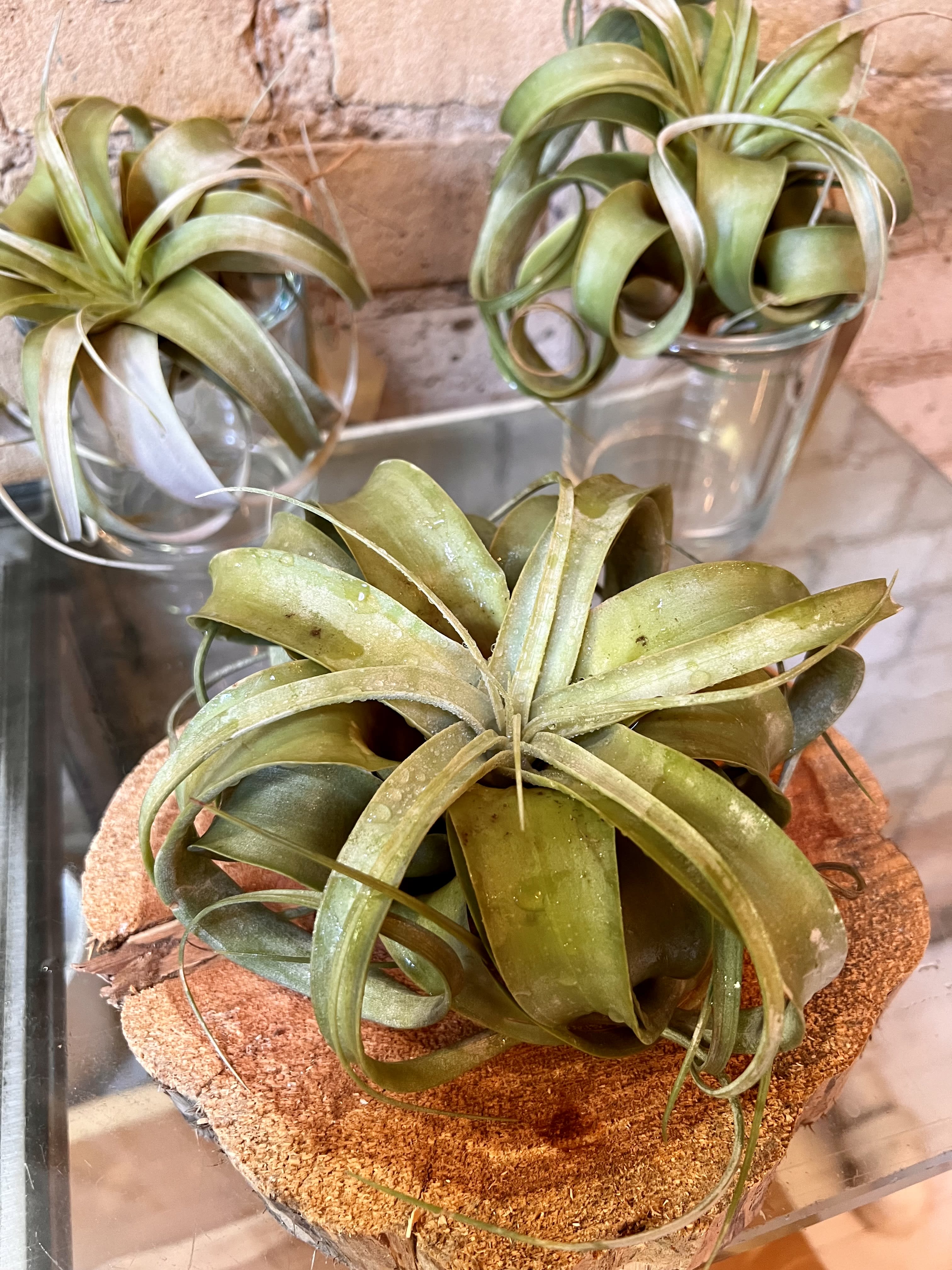Xerographica ( Large Air Plant)