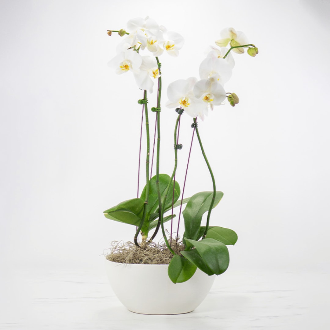 Double Orchid Plant Flower Bouquet