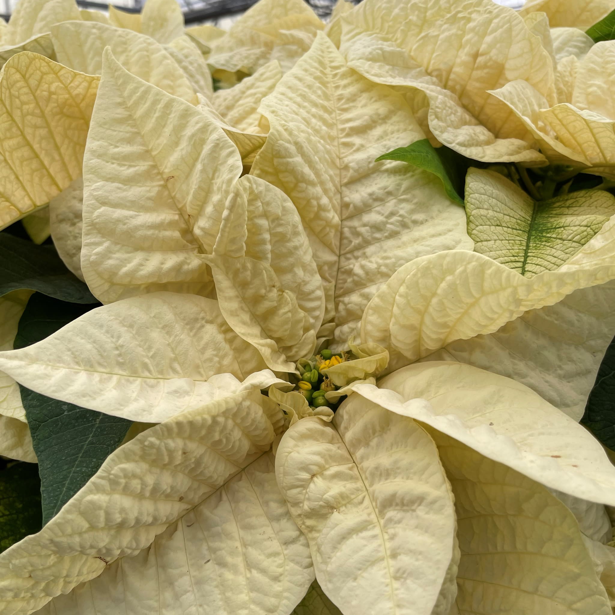 Classic White Poinsettia Flower Delivery London OH London Florist and