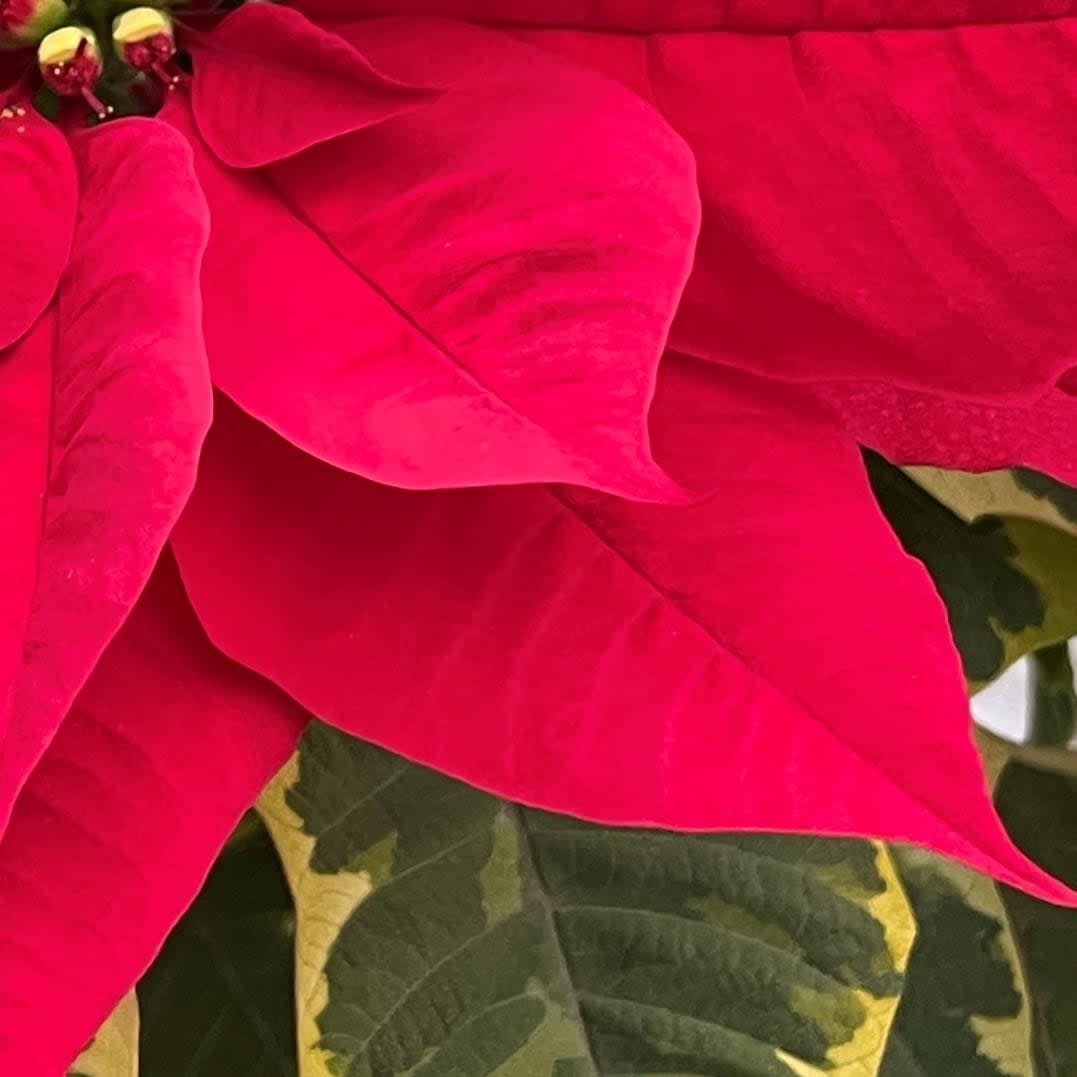 Tapestry Poinsettia