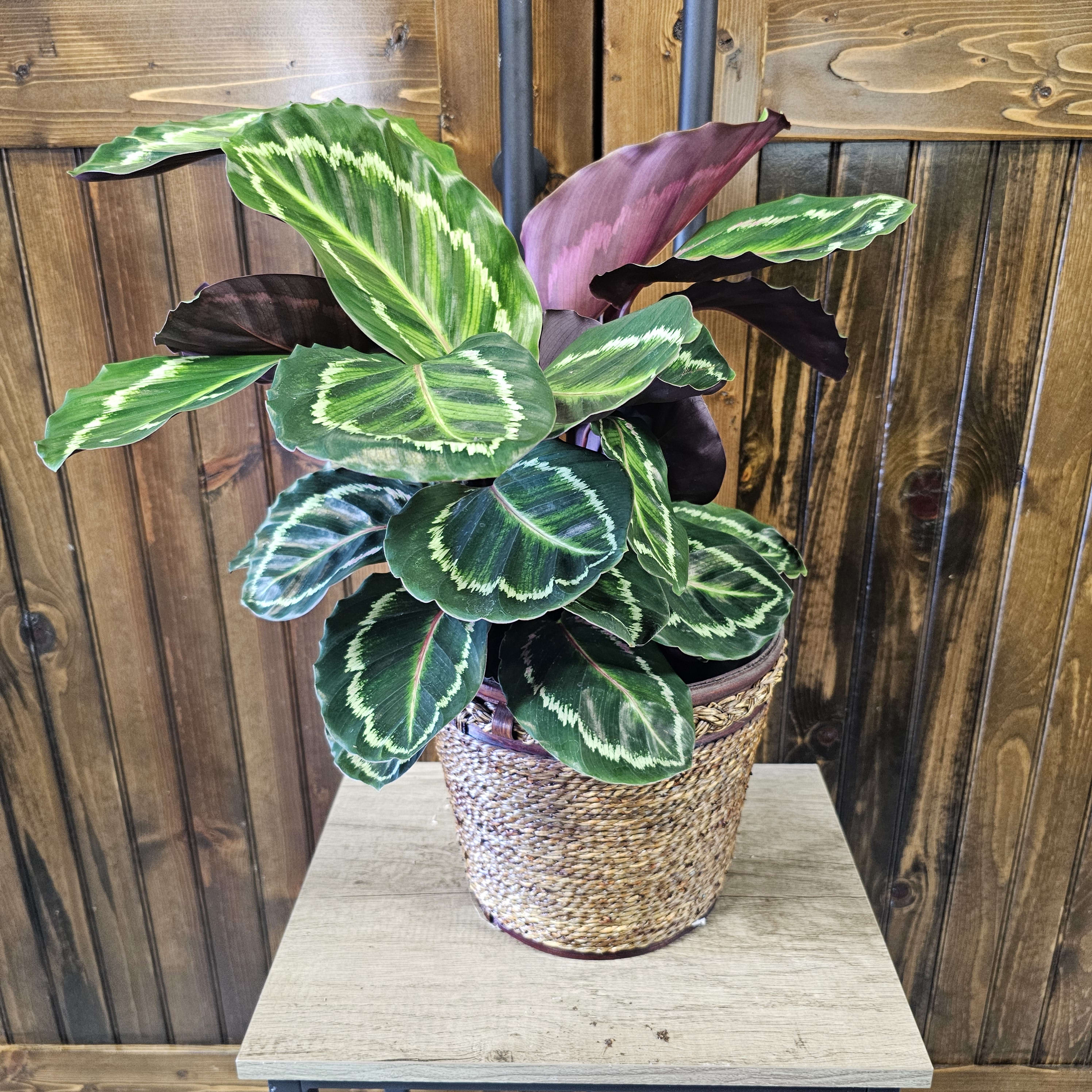 6" Calathea