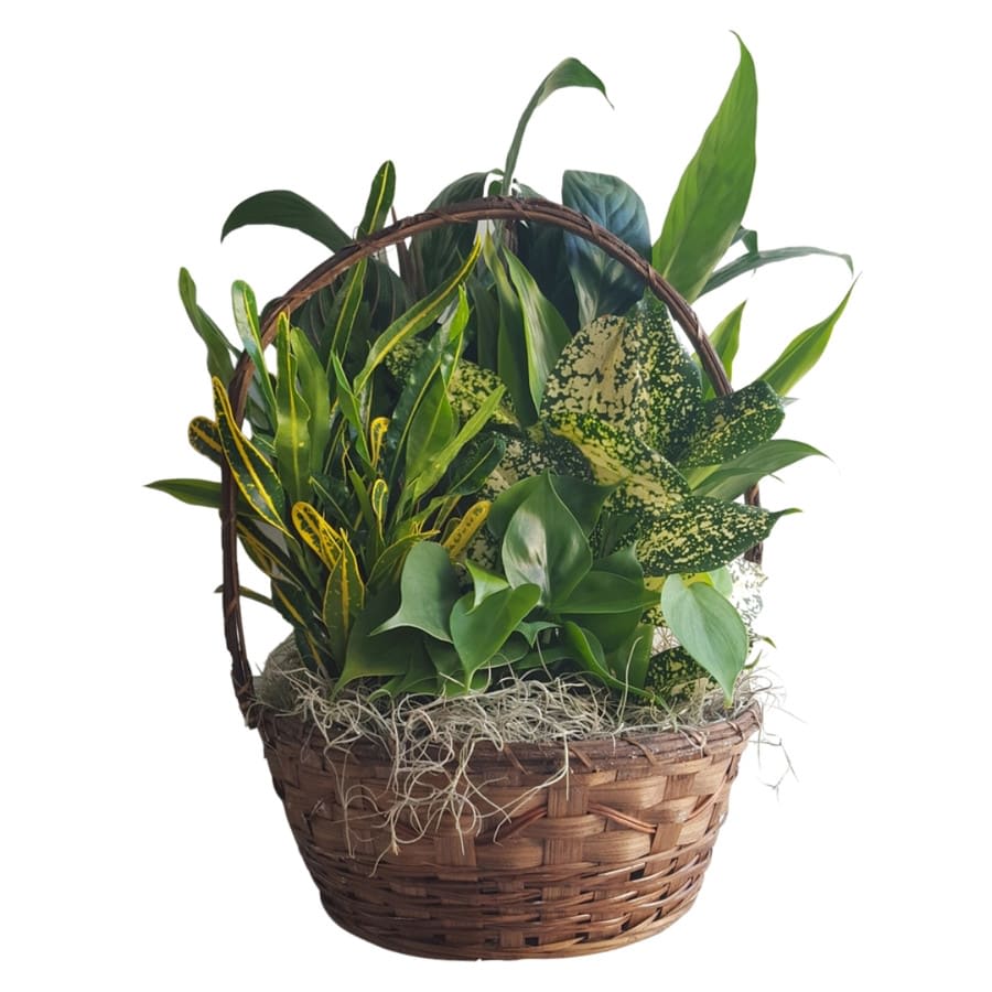 Dish Garden in Handled Basket Flower Bouquet