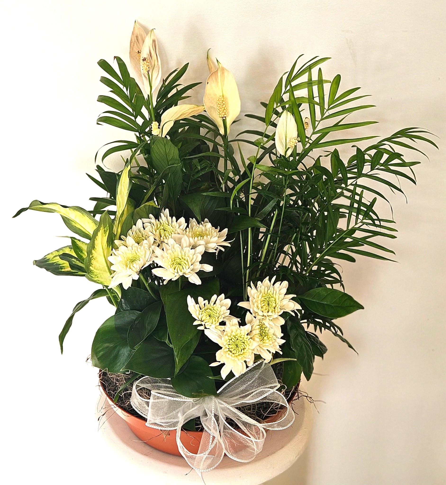 8" Dishgarden in a plastic terracotta