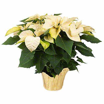 8" Poinsettia Flower Bouquet