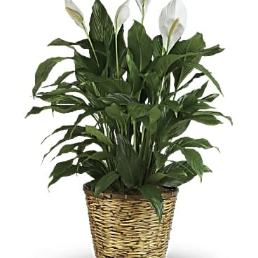 Peace Lily