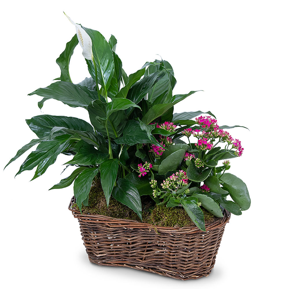 Harmony Basket