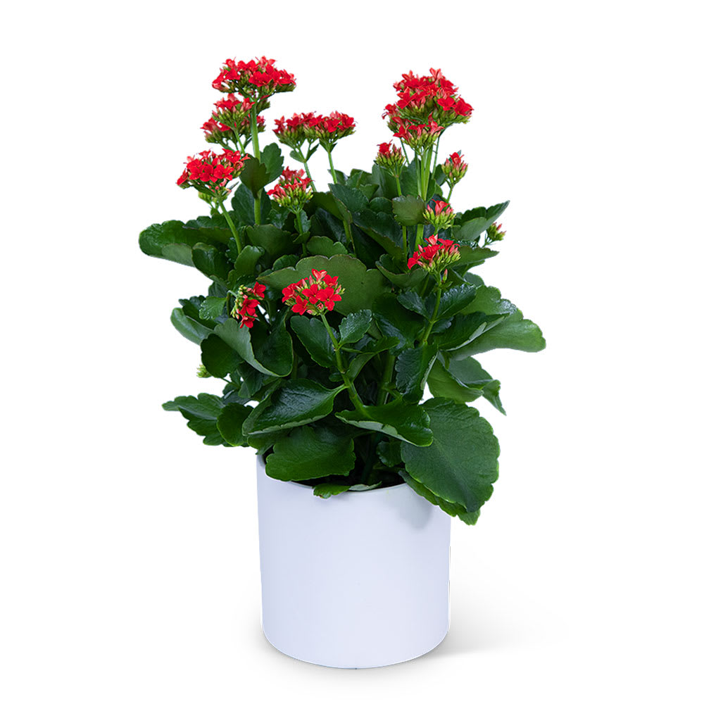 Red Kalanchoe Plant Flower Bouquet