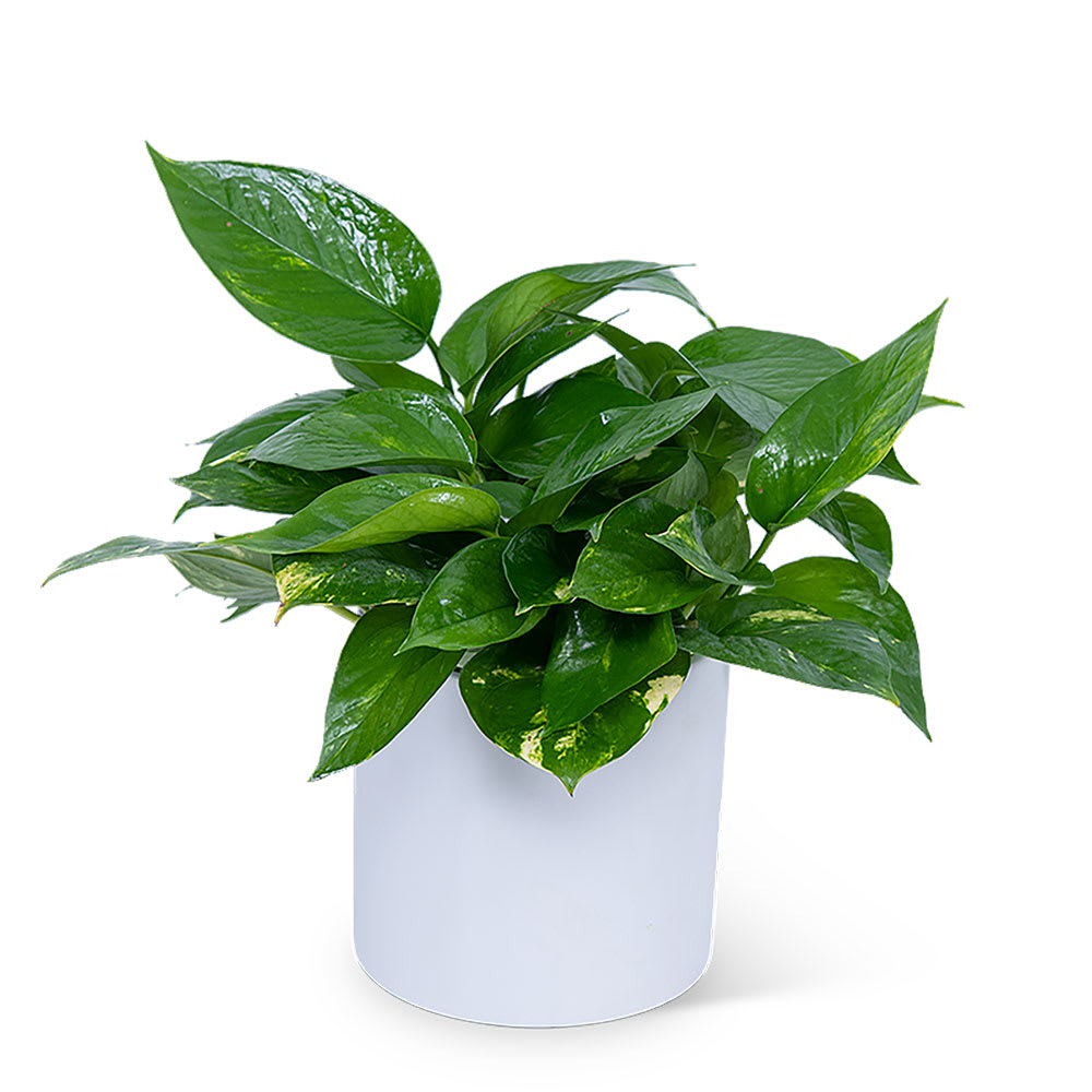Pothos Plant Flower Bouquet