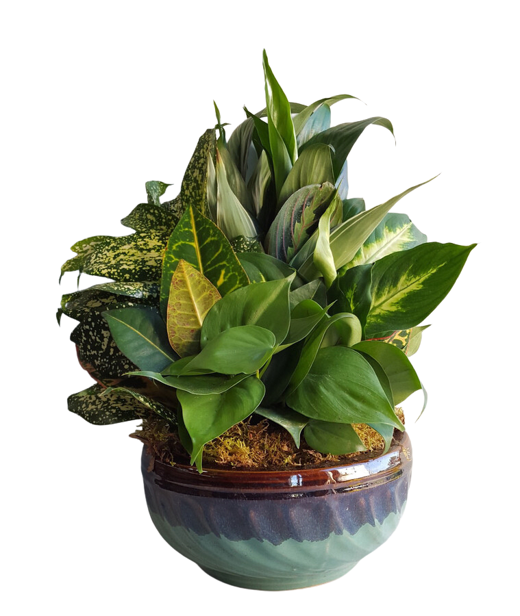 Dish Garden in Ceramic Bowl Flower Bouquet